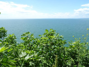 İncir ağacı ve mavi deniz