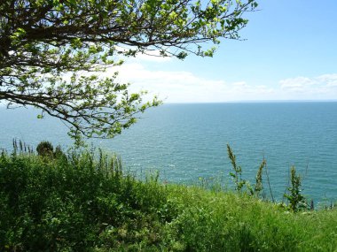 Denizde ağaç arka plan