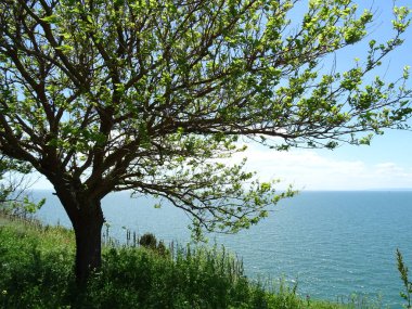 Denizde ağaç arka plan