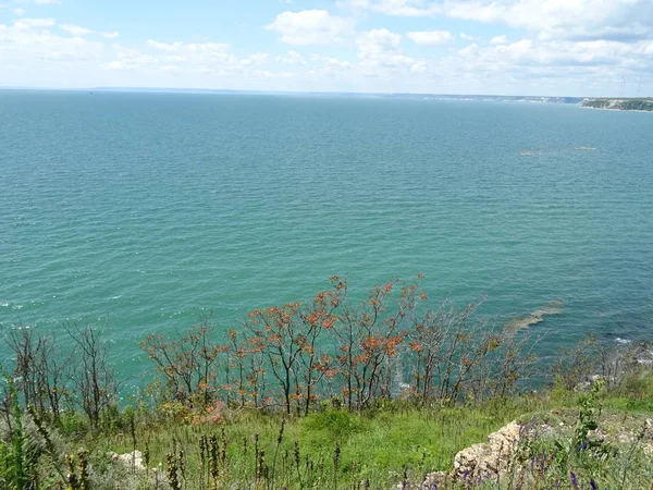 Ağaç Dalları Arkasındaki Deniz Manzarası — Stok fotoğraf