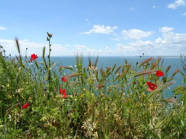 Campo Amapolas Fondo Agua Mar — Foto de Stock