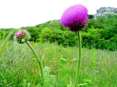 Yeşil çim pembe Deve dikeni