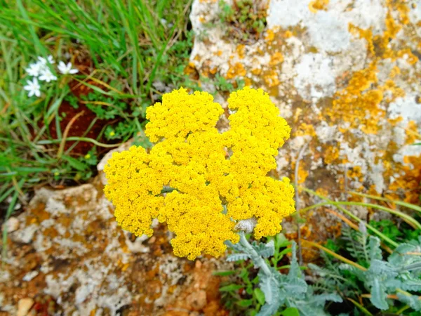 Flor Amarilla Salvaje Una Piedra Musgosa —  Fotos de Stock