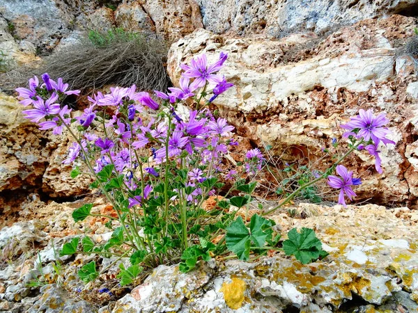 Dziki Fioletowe Kwiaty Tle Kamień — Zdjęcie stockowe