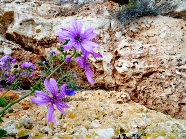 Wild Violet Flowers Stone Background — Stock Photo, Image