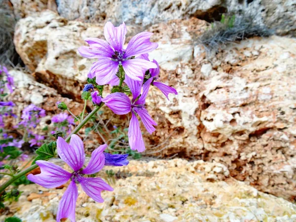 Wilde Violette Blumen Auf Steinhintergrund — Stockfoto