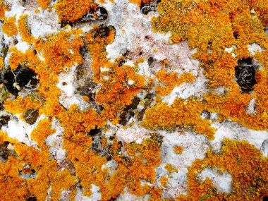 Turuncu Moss ile kaya