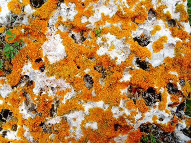 Turuncu Moss ile kaya