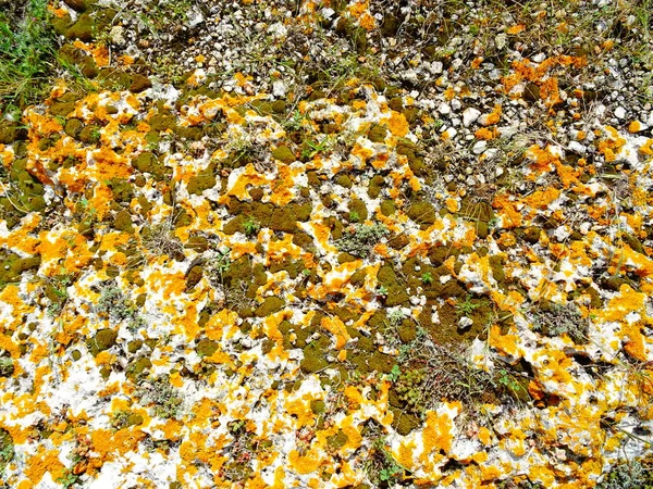 Rock Orange Moss — Stock Photo, Image