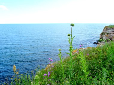 Deniz arka plan üzerinde vahşi mor çiçekler