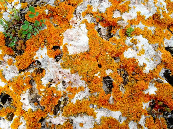 Rock Orange Moss — Stock Photo, Image