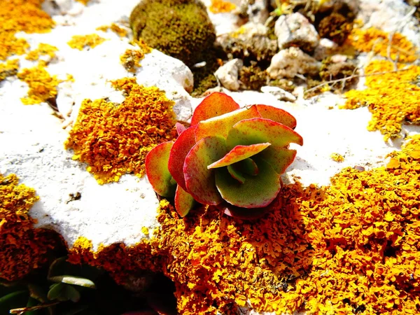 Succulent on a Rock with Orange Moss