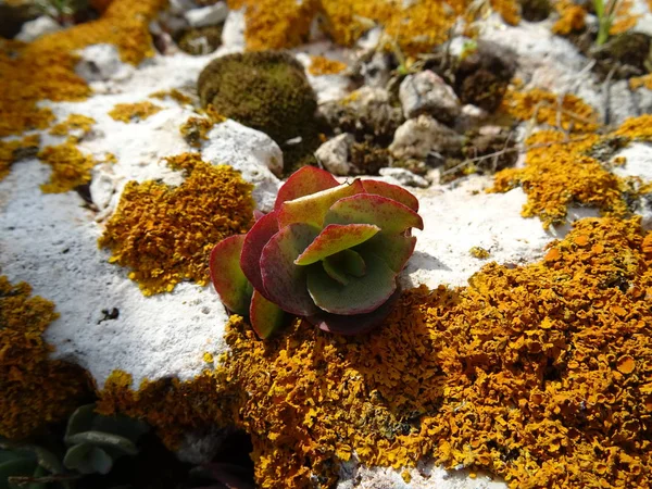 Suculenta Una Roca Con Musgo Naranja —  Fotos de Stock