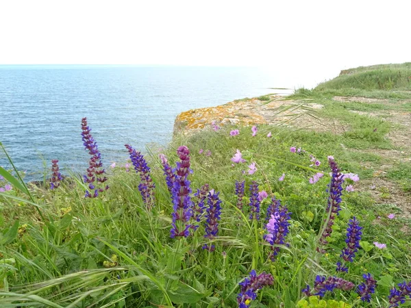 Flores Violetas Salvajes Fondo Del Mar — Foto de Stock