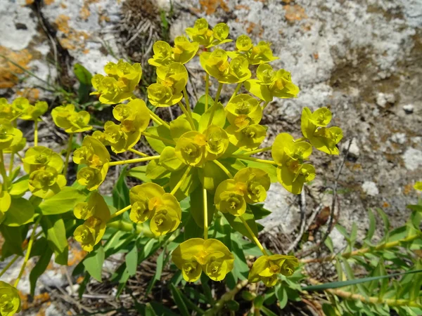 Wilde Groene Plant Een Rock Achtergrond — Stockfoto