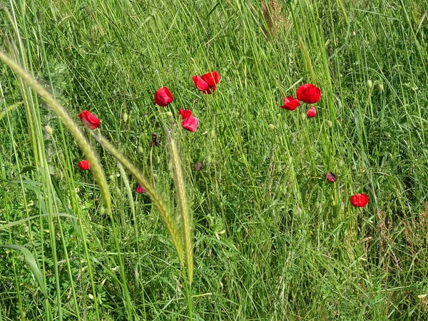 Rote Mohnblumen Grünen Gras — Stockfoto