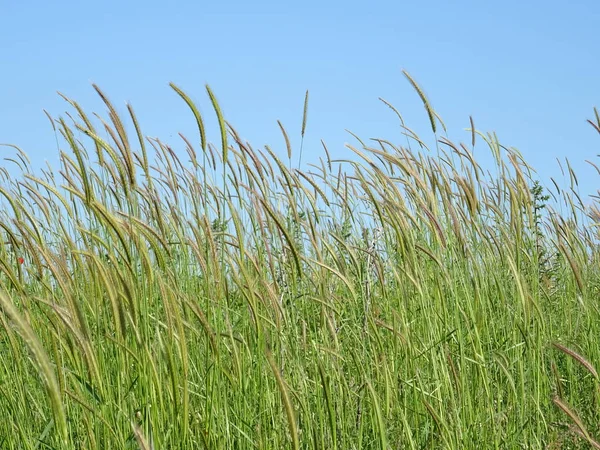 Herbe Verte Sur Fond Ciel — Photo