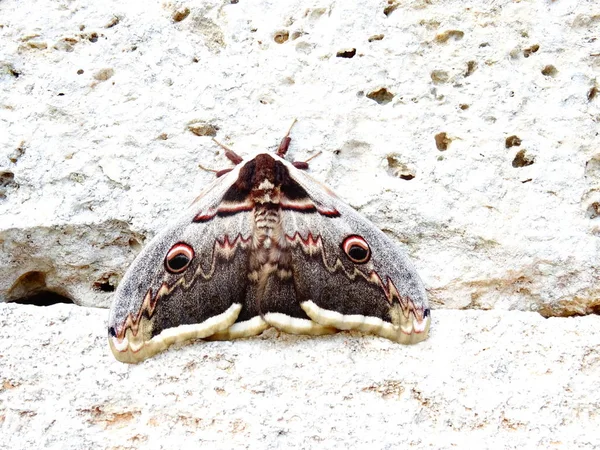 Borboleta Noite Uma Pedra — Fotografia de Stock