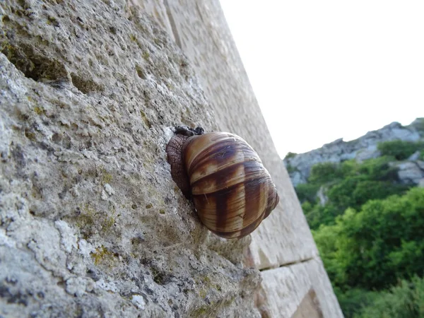 Caracol Escalando Una Roca —  Fotos de Stock