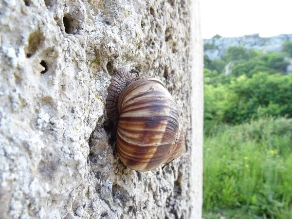 Caracol Escalando Una Roca — Foto de Stock