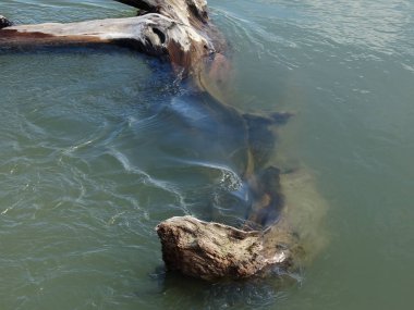 Suda Kuru Ağaç Dalı