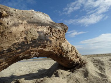 Beach arka plan duvar kağıdı yakın ağaçta Kuru