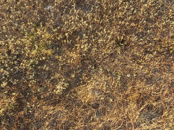 Dry Gras Growing Beach Sand — Stock Photo, Image