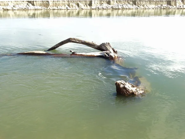 Rama Árboles Secos Agua — Foto de Stock