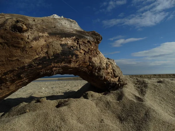 Árbol Seco Fondo Playa Fondo Pantalla Close — Foto de Stock