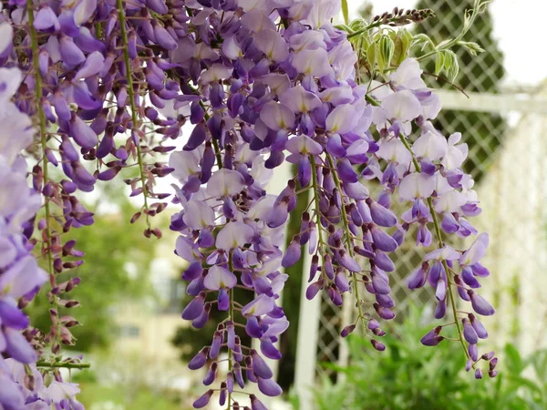 Violet Vallende Bloemen Muur Achtergrond — Stockfoto