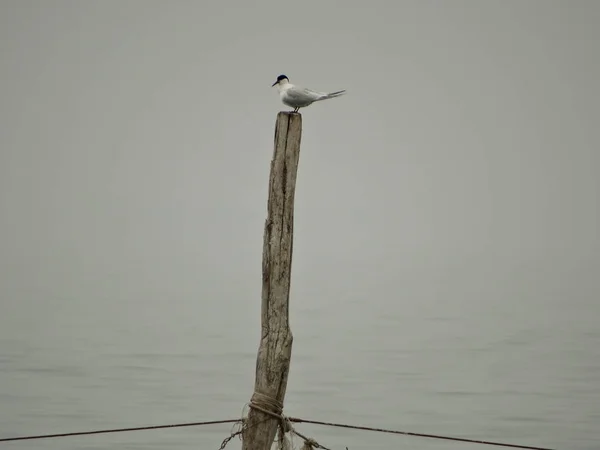 Sea Birds on a Fish Net