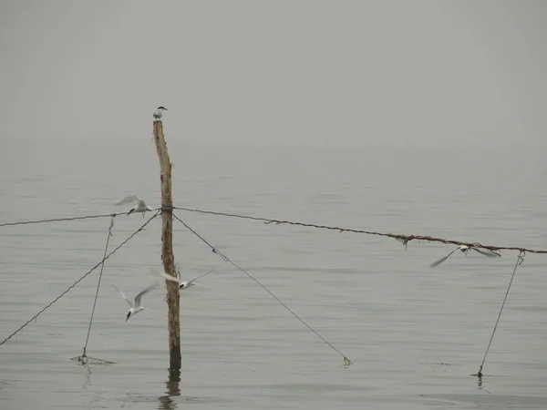 Sea Birds on a Fish Net
