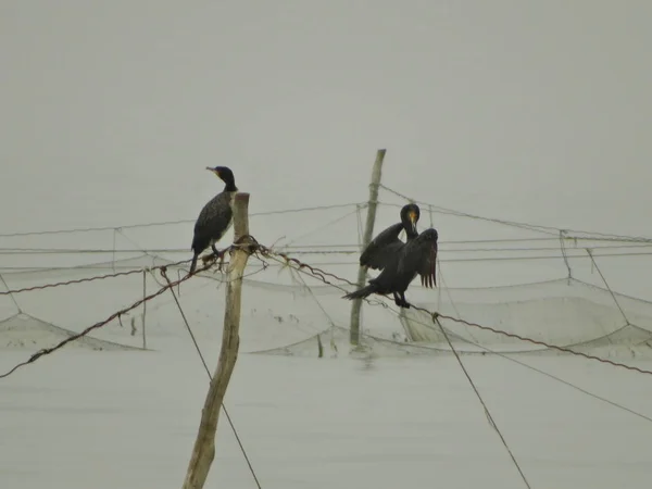 Burung Laut Jaring Ikan — Stok Foto