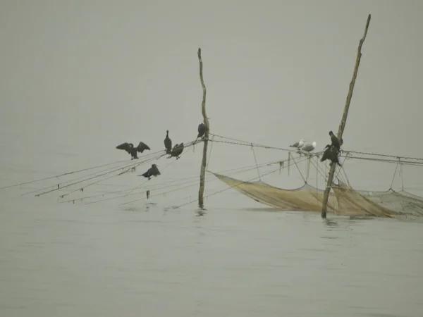 Sea Birds on a Fish Net