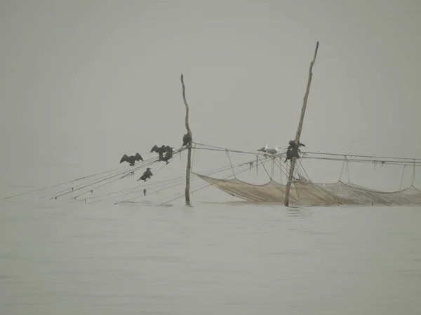 Sea Birds on a Fish Net