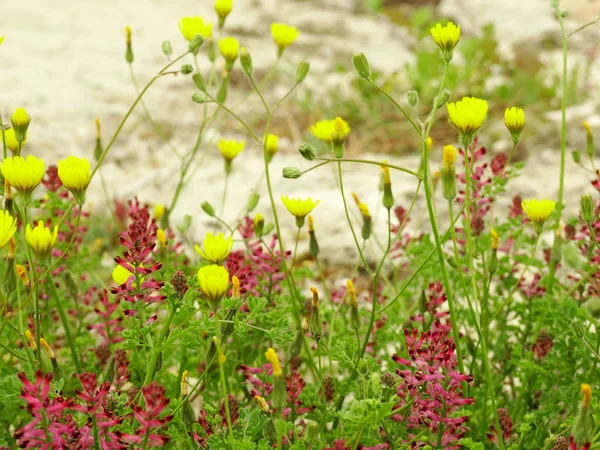 Yellow and Pink Wild Flowers