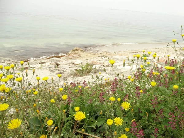 Yellow and Pink Wild Flowers on Sea Background