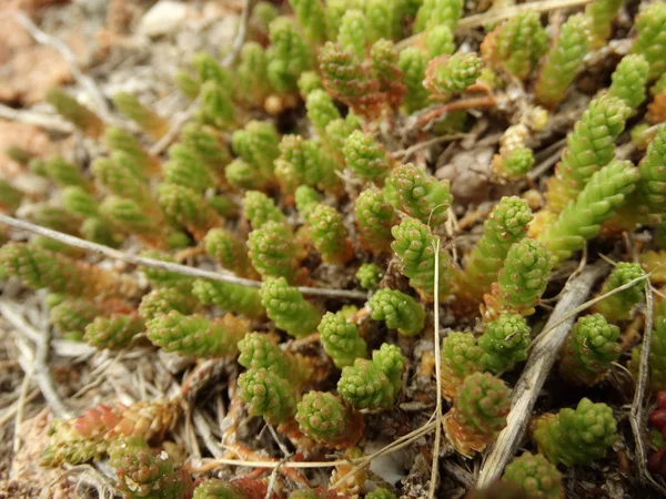 Pianta Succulenta Verde Vicino Sfondo — Foto Stock