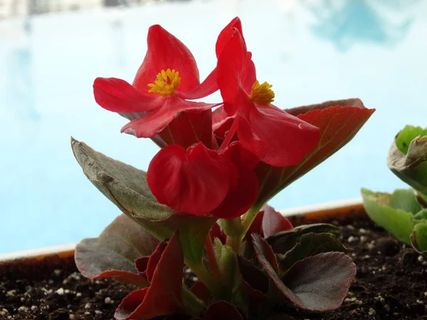 Chiudi Veduta Fiore Rosso — Foto Stock