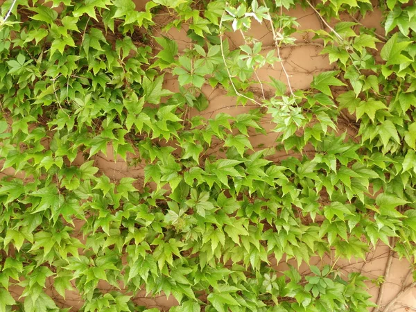 Planta Arrastre Verde Una Pared —  Fotos de Stock