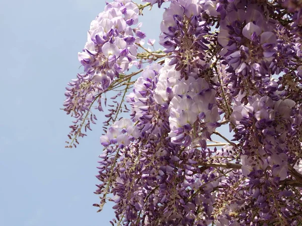 Violet Falling Tree Blossom