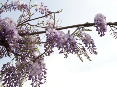 Menekşe düşen ağaç çiçeği kapatın arka plan