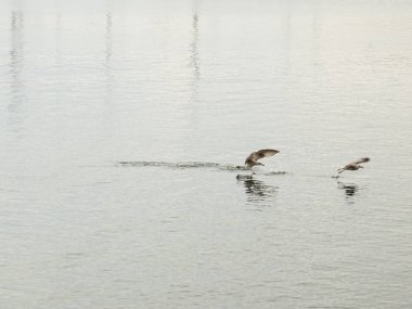 Deniz suyundaki martılar