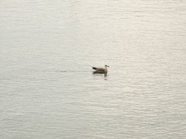 Deniz suyundaki martı