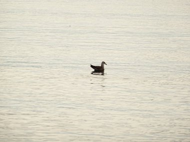 Deniz suyundaki martı