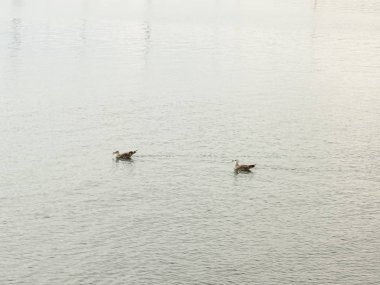 Deniz suyundaki martılar