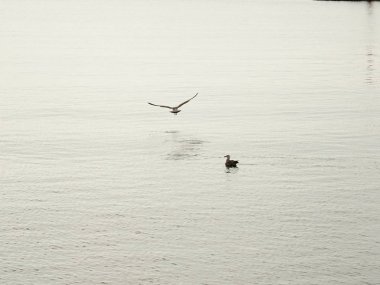 Deniz suyundaki martılar