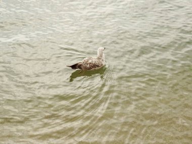 Deniz suyundaki martı