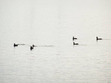 Deniz suyundaki martı