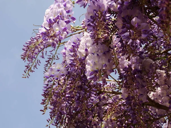 Menekşe düşen ağaç çiçeği kapatın arka plan